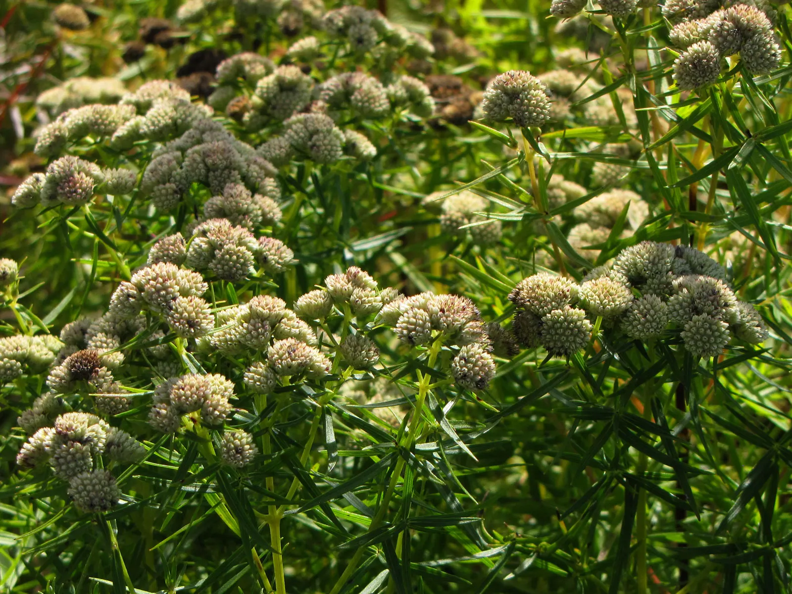 Mountain Mint (Pycnanthemum Muticum) — pale pink to lavender flowers