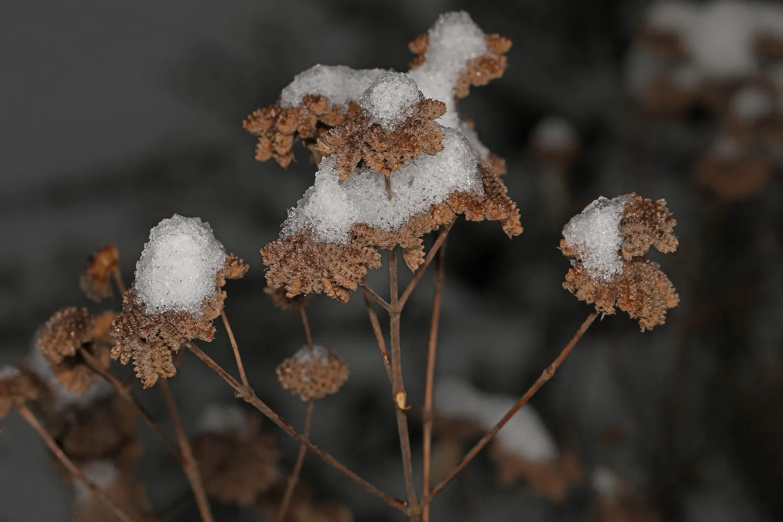 Mountain Mint (Pycnanthemum Muticum) — standing up to 3 feet tall with a similar spread