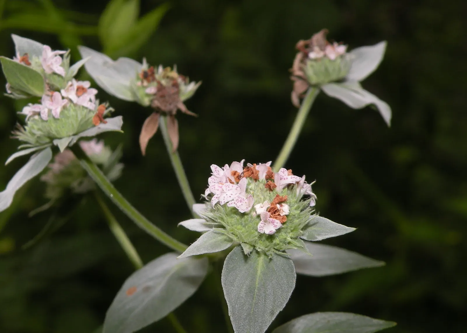 Mountain Mint (Pycnanthemum Muticum) — lavender flowers excel at attracting pollinators; ground cover / perennial for deep shade or half or shade