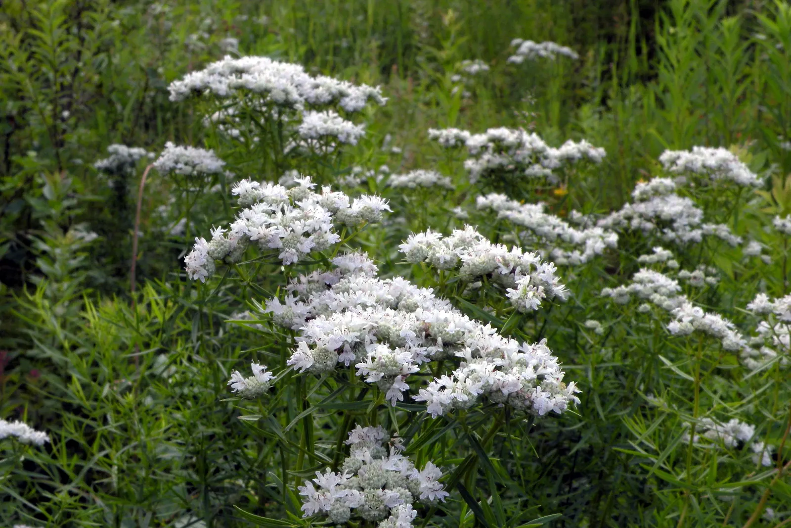 Mountain Mint (Pycnanthemum Muticum) — These blossoms are not only aesthetically pleasing but also serve as a magnet for pollinators such as bees; this hardy