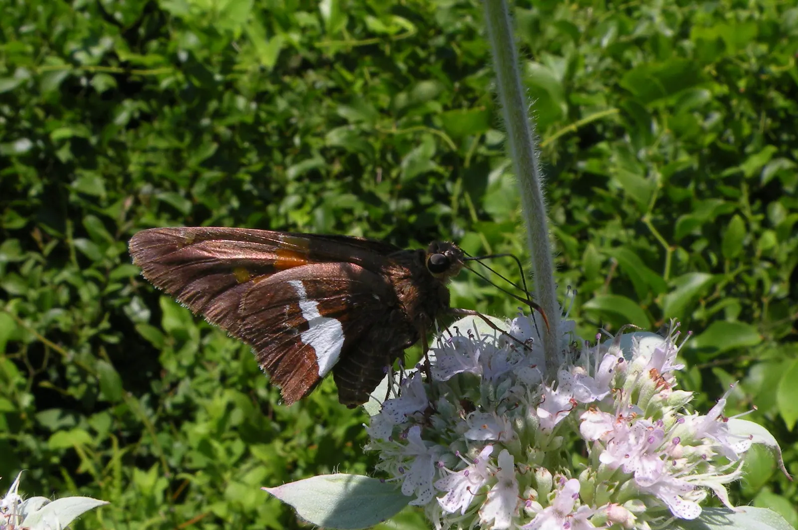 Mountain Mint (Pycnanthemum Muticum) — Mountain Mint (Pycnanthemum muticum) is a robust; lavender flowers excel at attracting pollinators, image 76