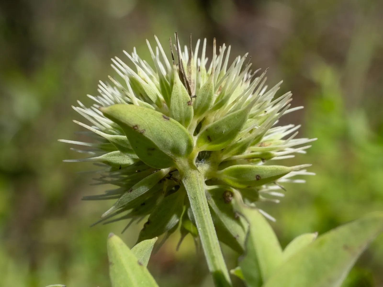 Mountain Mint (Pycnanthemum Muticum) — oval-shaped leaves which emit a strong; an added benefit of this plant is its deer resistance, image 64
