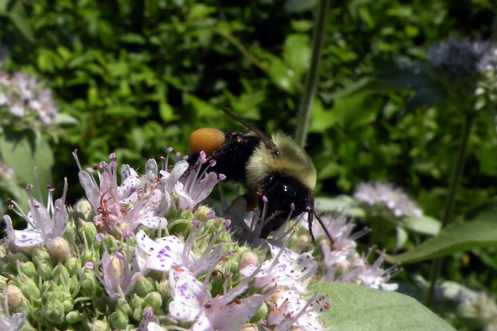 Mountain Mint (Pycnanthemum Muticum) — it thrives in USDA hardiness zones 4 through 8; pale pink to lavender flowers, image 60