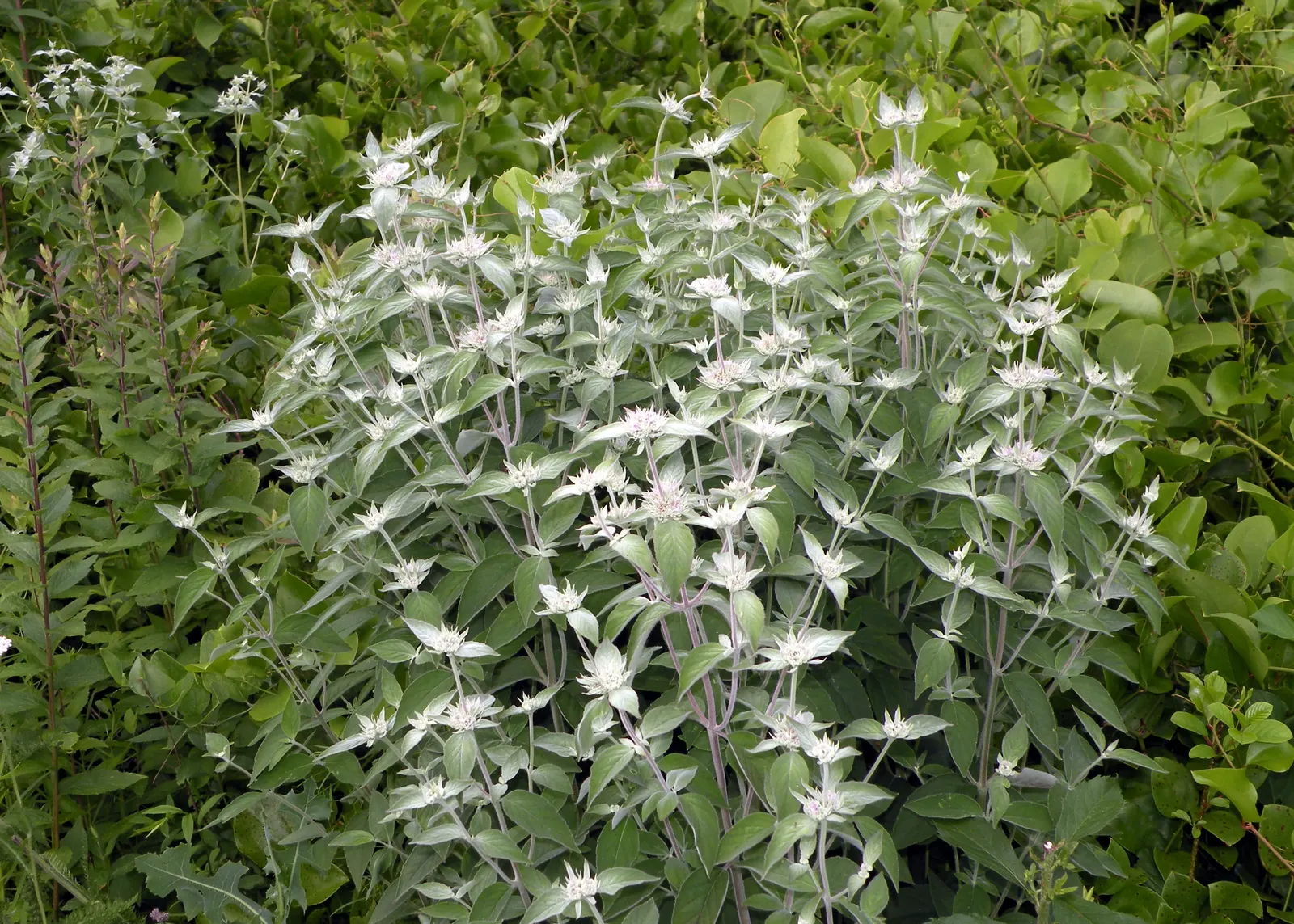 Mountain Mint (Pycnanthemum Muticum) — Regular trimming can help maintain its shape and encourage denser growth; mountain Mint (Pycnanthemum, image 122