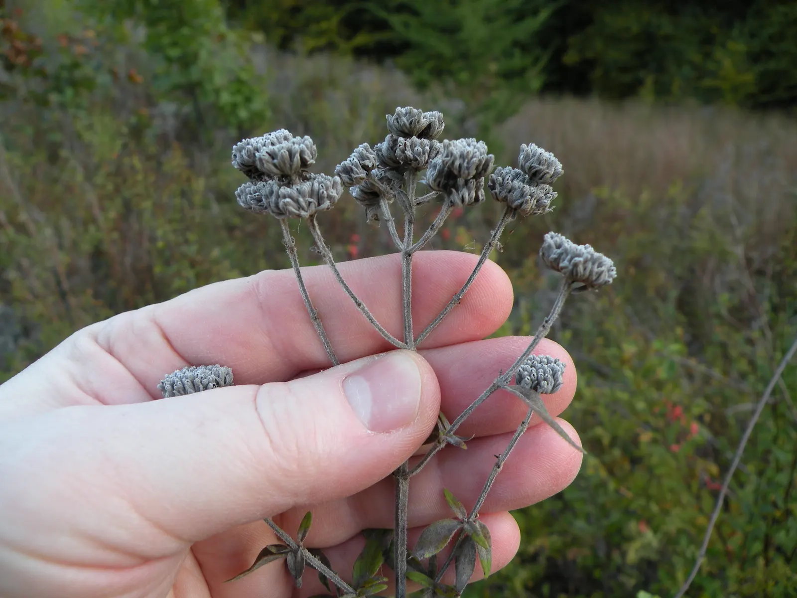 Mountain Mint (Pycnanthemum Muticum) — it thrives in USDA hardiness zones 4 through 8; pale pink to lavender flowers