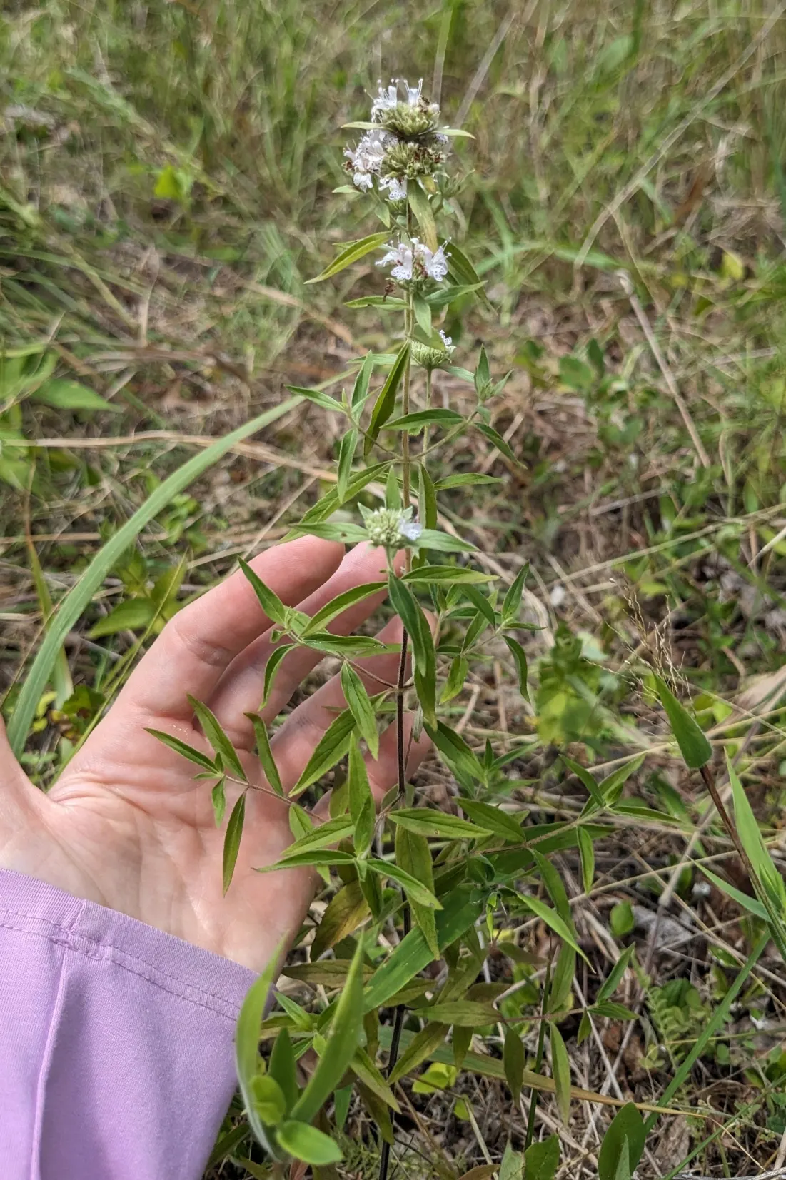Mountain Mint (Pycnanthemum Muticum) — This hardy plant thrives in USDA zones 4-8, preferring full sun to part shade and well-drained soils
