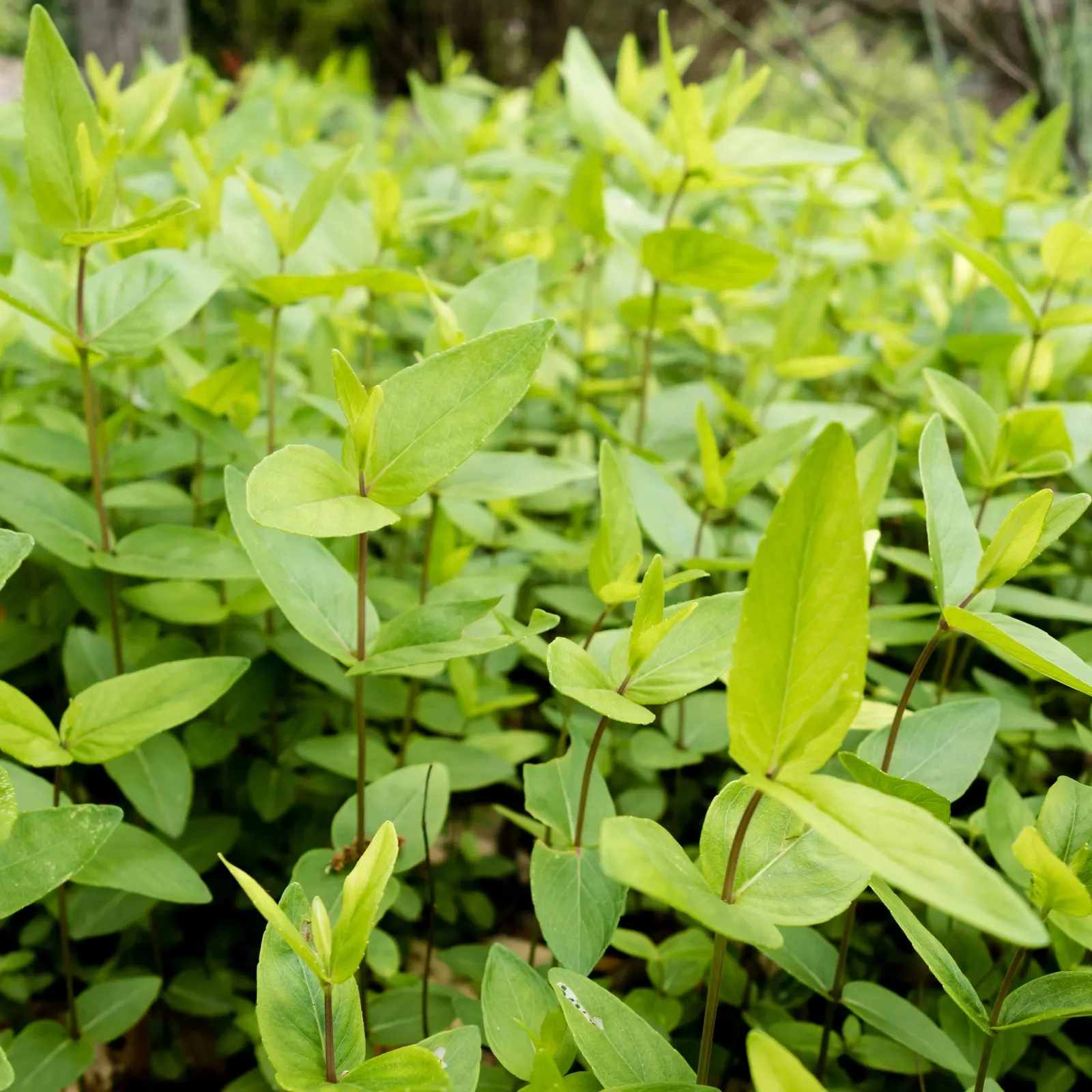 Mountain Mint (Pycnanthemum Muticum) — lavender flowers excel at attracting pollinators; ground cover / perennial for deep shade or half or shade, image 54