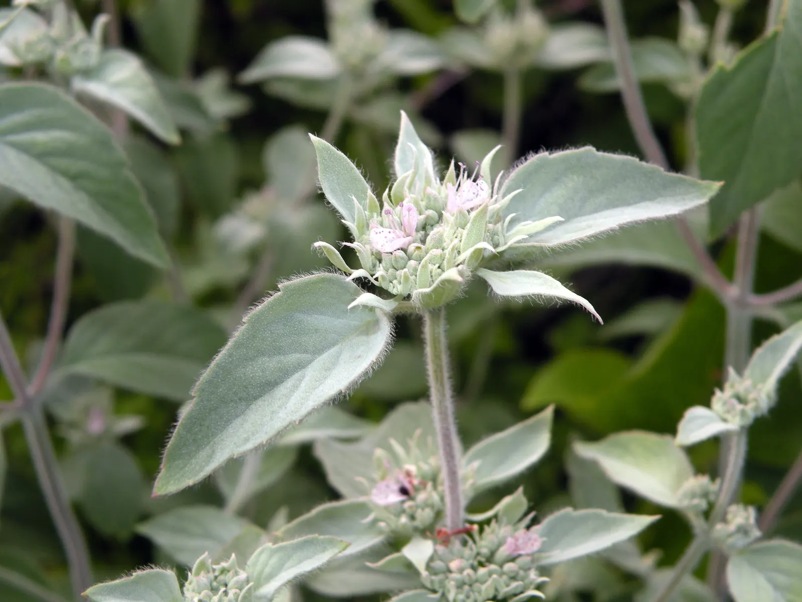 Mountain Mint (Pycnanthemum Muticum) — oval-shaped leaves which emit a strong; an added benefit of this plant is its deer resistance