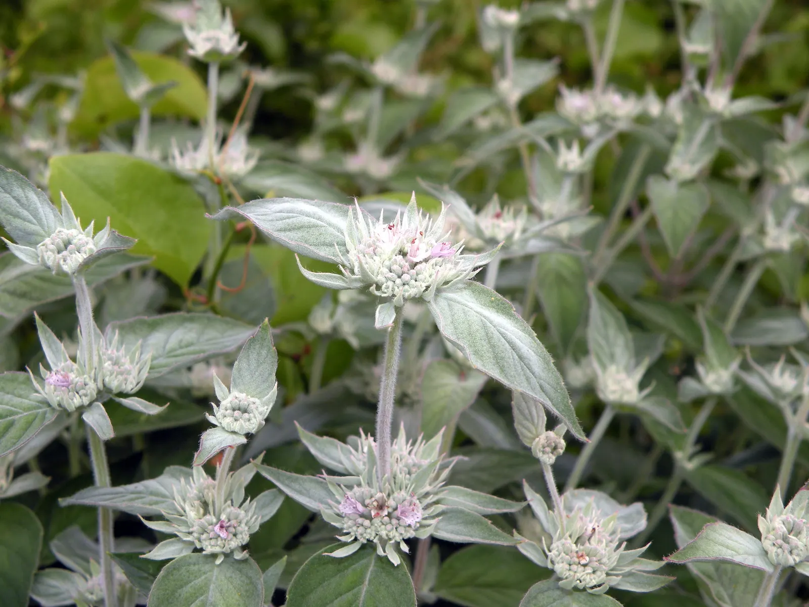 Mountain Mint (Pycnanthemum Muticum) — Ideal for naturalistic plantings and pollinator gardens; oval-shaped leaves which emit a strong, image 131
