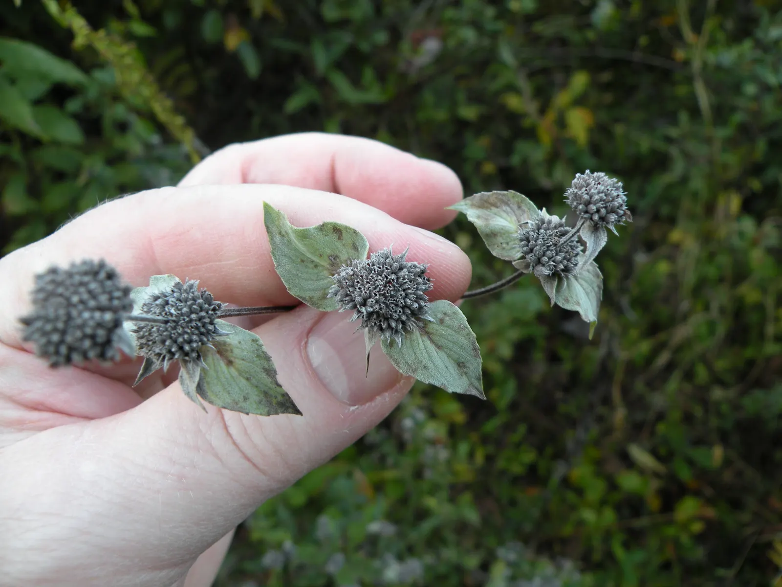 Mountain Mint (Pycnanthemum Muticum) — An added benefit of this plant is its deer resistance; this plant generally reaches a stature of 2 to 3 feet tall with a