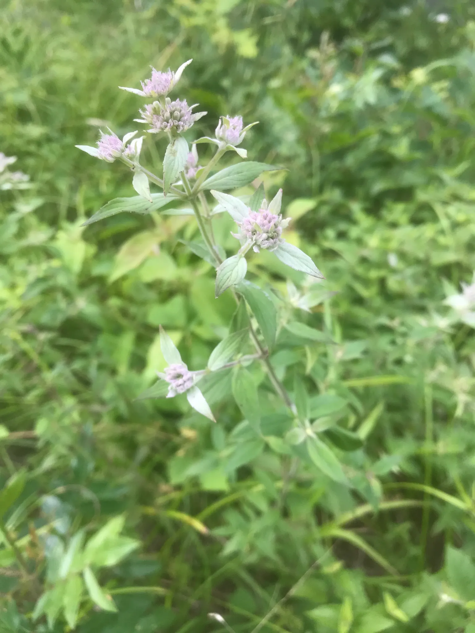 Mountain Mint (Pycnanthemum Muticum) — Native to the United States; it thrives in USDA hardiness zones 4 through 8