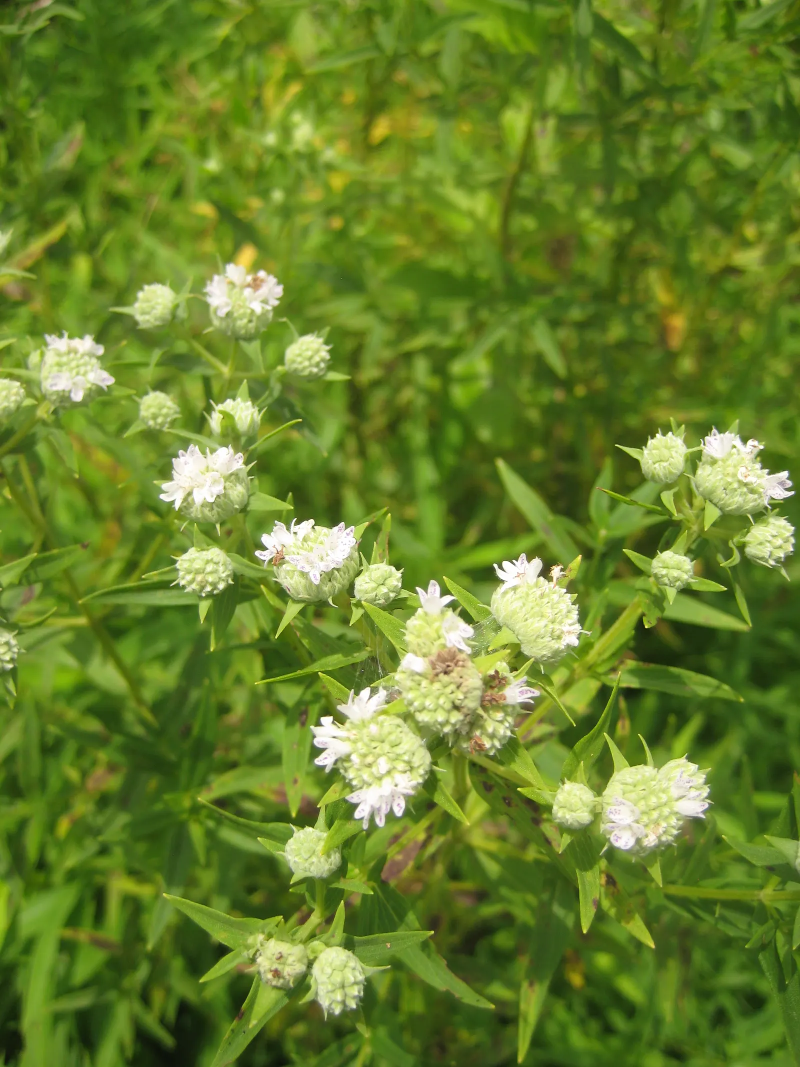 Mountain Mint (Pycnanthemum Muticum) — These blossoms are not only aesthetically pleasing but also serve as a magnet for pollinators such as bees, image 94
