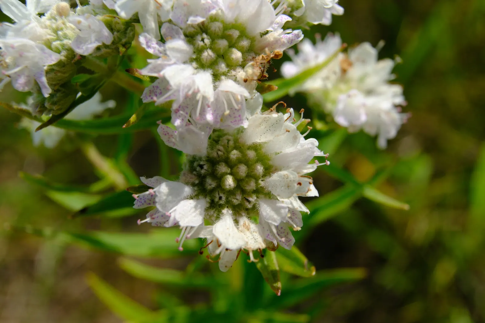 Mountain Mint (Pycnanthemum Muticum) — standing up to 3 feet tall with a similar spread; boasting a robust constitution capable of enduring, image 102