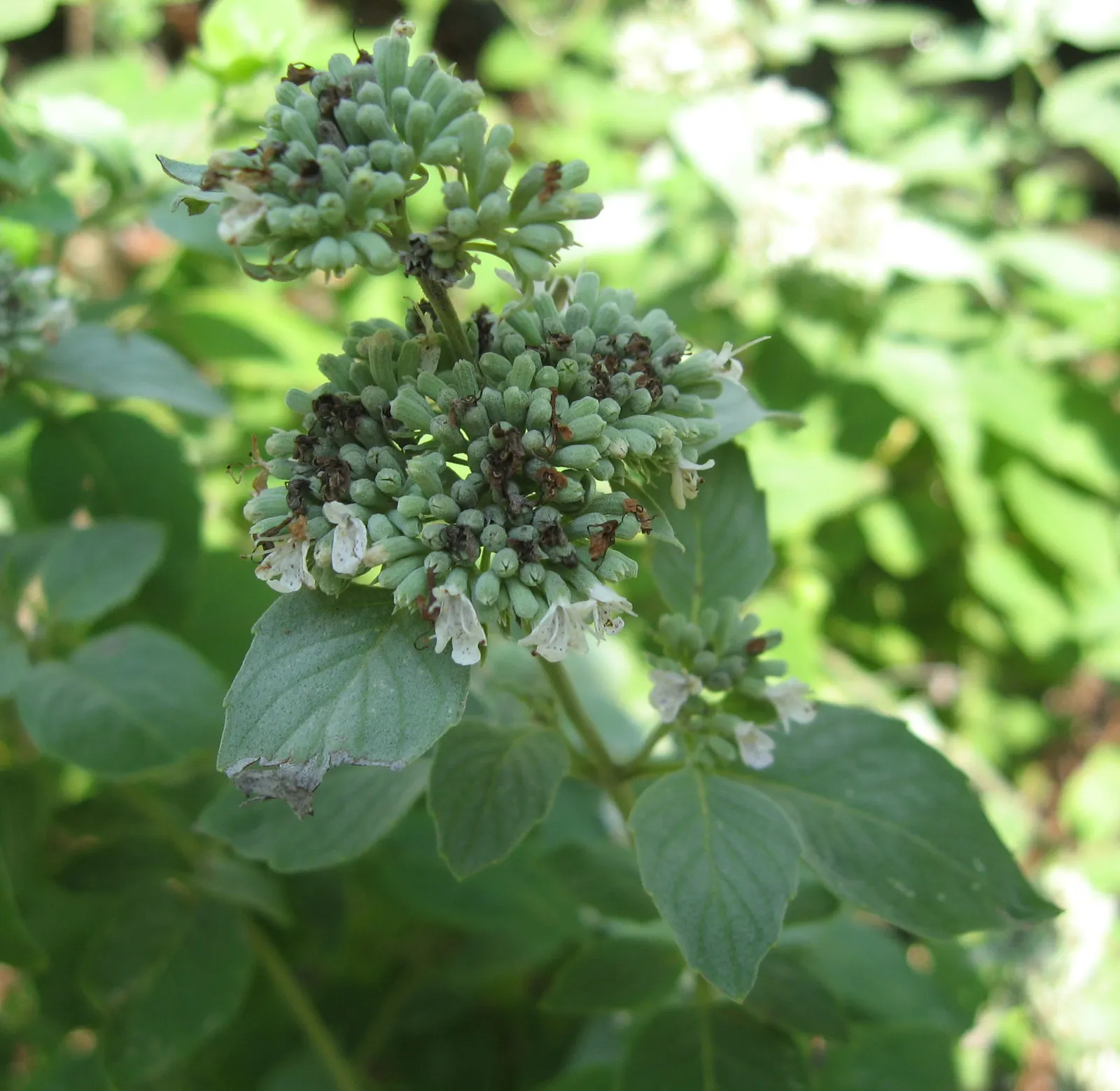 Mountain Mint (Pycnanthemum Muticum) — This hardy plant thrives in USDA zones 4-8, preferring full sun to part shade and well-drained soils; it is