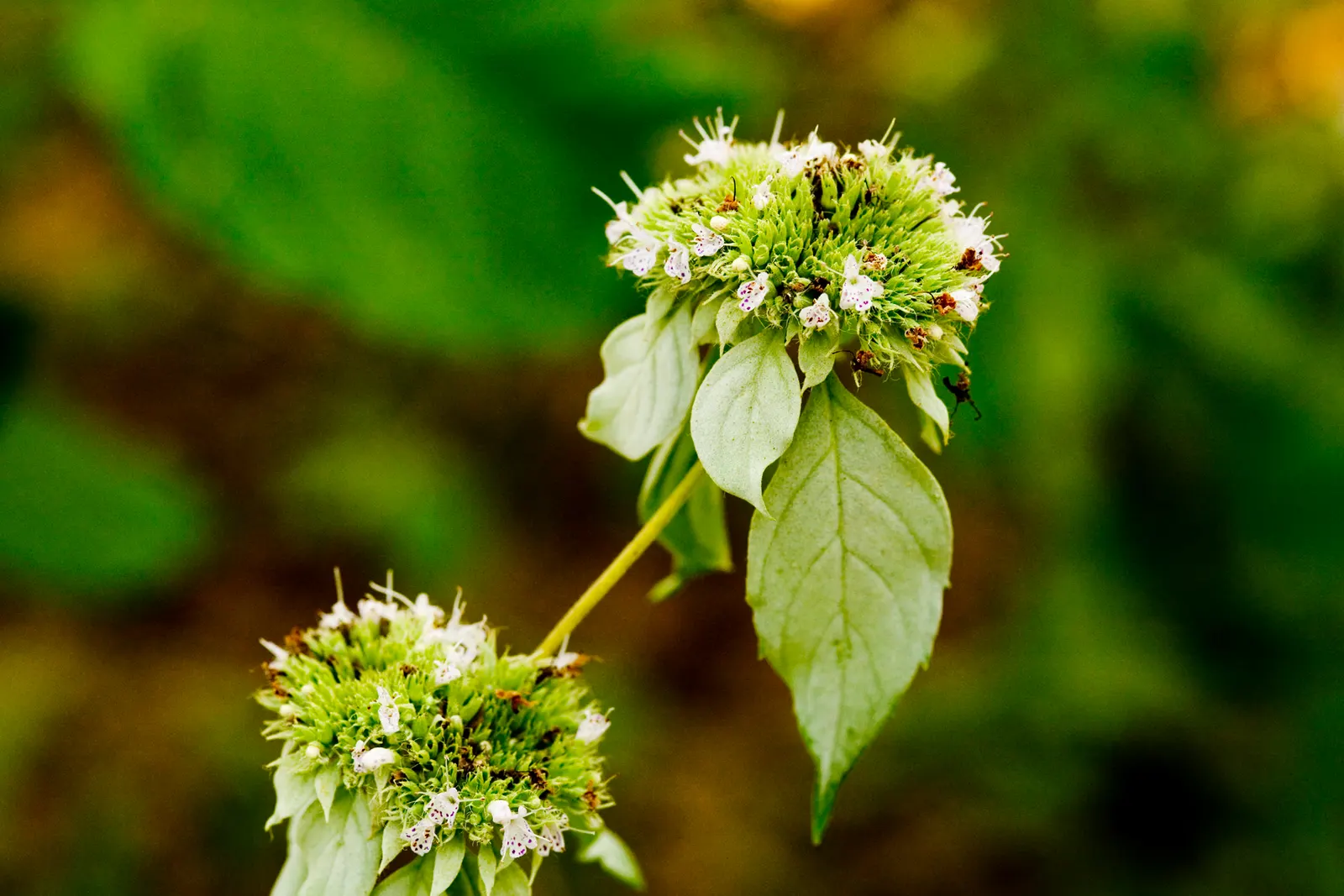 Mountain Mint (Pycnanthemum Muticum) — Throughout mid-summer to early fall; native to the United States, image 116