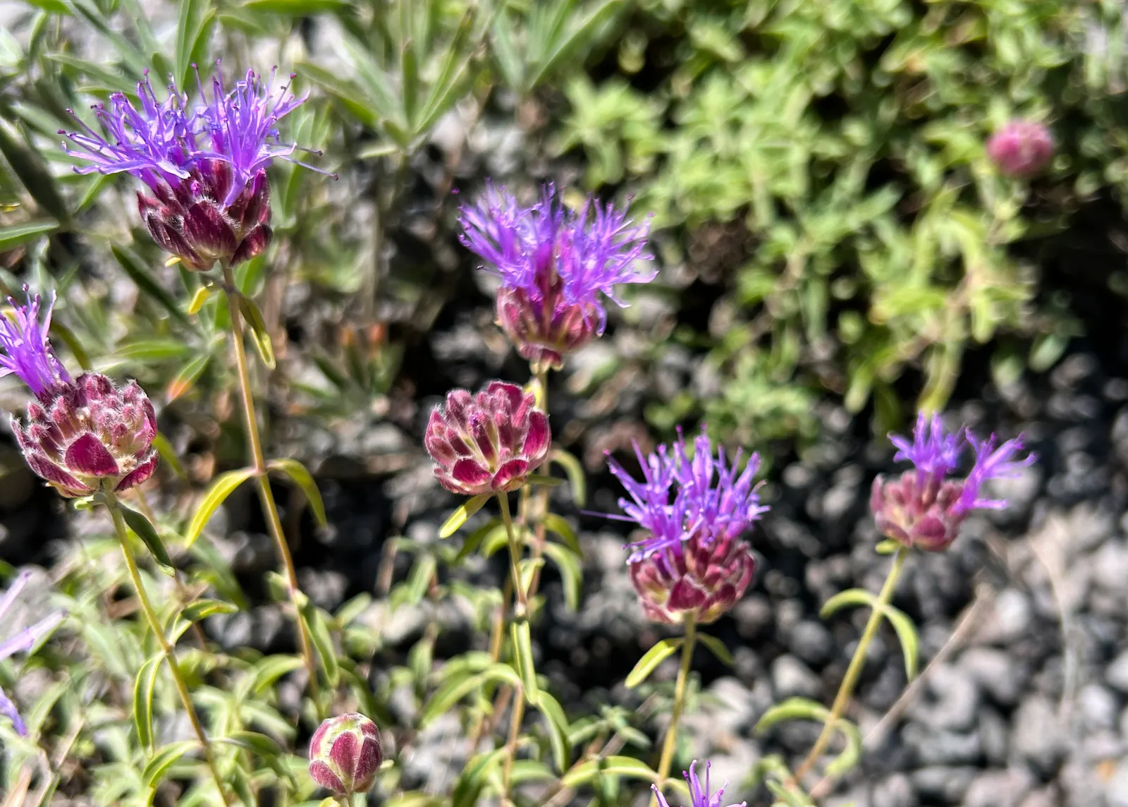Mountain Mint (Pycnanthemum Muticum) — pale pink to lavender flowers; throughout mid-summer to early fall, image 92
