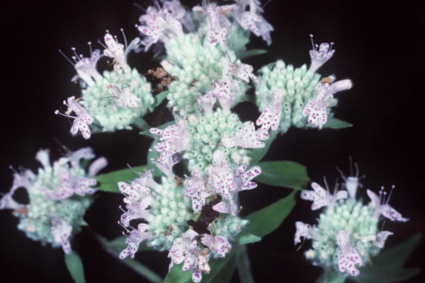 Mountain Mint (Pycnanthemum Muticum) — This plant generally reaches a stature of 2 to 3 feet tall with a spread of up to 2.5 feet; ideal for, image 87