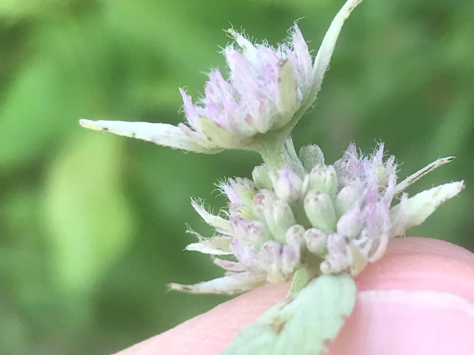 Mountain Mint (Pycnanthemum Muticum) — ground cover / perennial for deep shade or half or shade; regular trimming can help maintain its shape and encourage