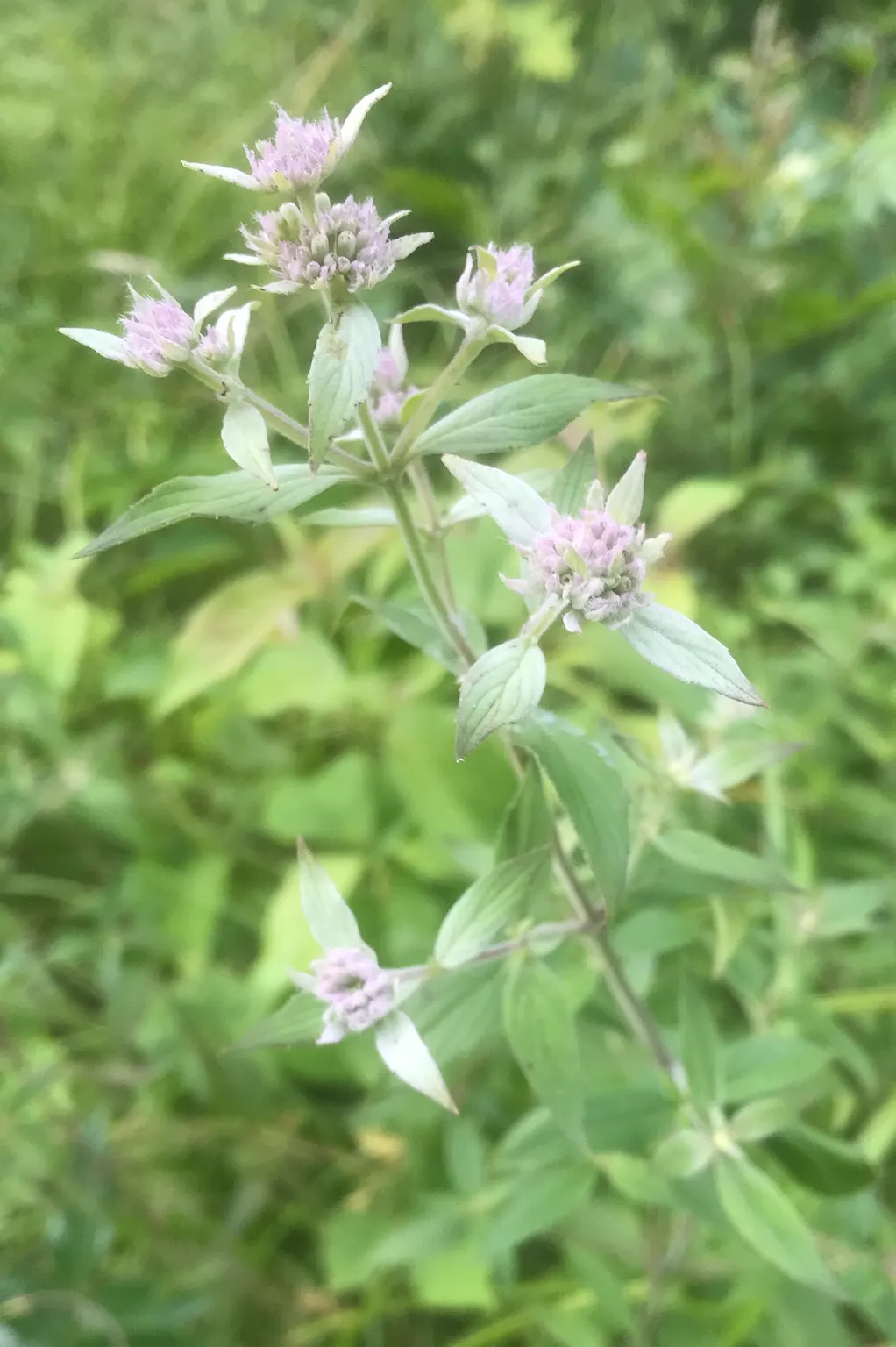 Mountain Mint (Pycnanthemum Muticum) — Mountain Mint (Pycnanthemum muticum) is a robust; lavender flowers excel at attracting pollinators