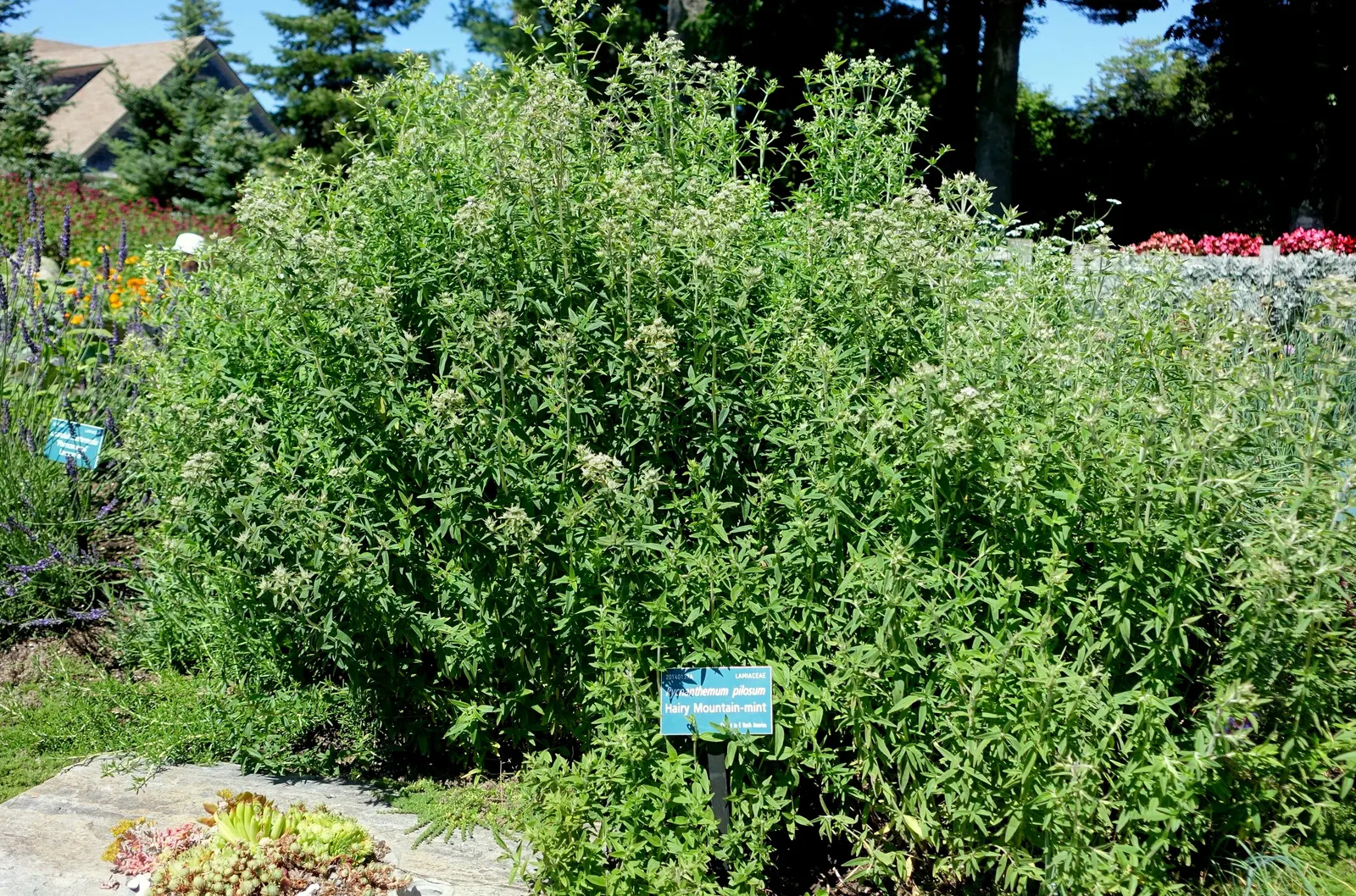 Mountain Mint (Pycnanthemum Muticum) — Native to the United States