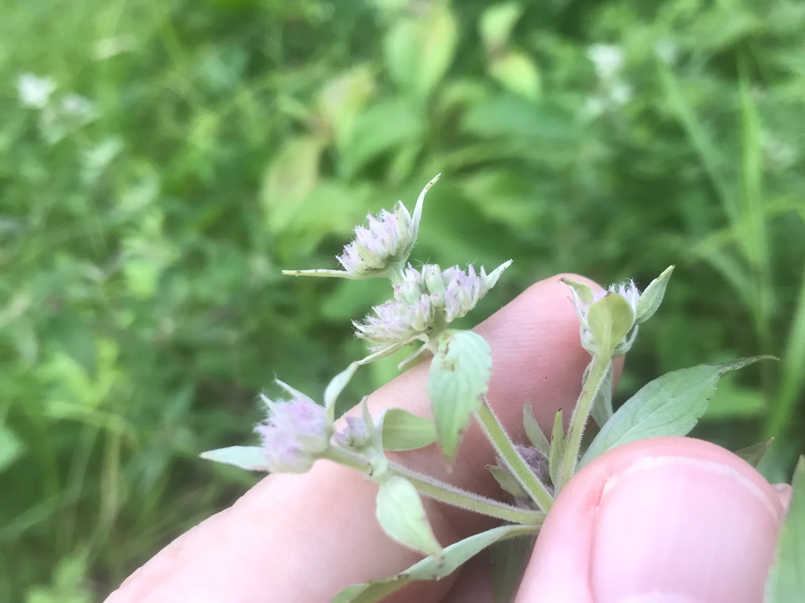 Mountain Mint (Pycnanthemum Muticum) — Mountain Mint (Pycnanthemum muticum) is a robust; lavender flowers excel at attracting pollinators, image 101