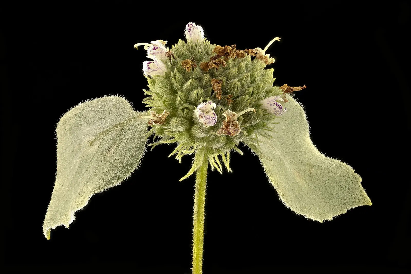 Mountain Mint (Pycnanthemum Muticum) — This hardy plant thrives in USDA zones 4-8, preferring full sun to part shade and well-drained soils; it is, image 55