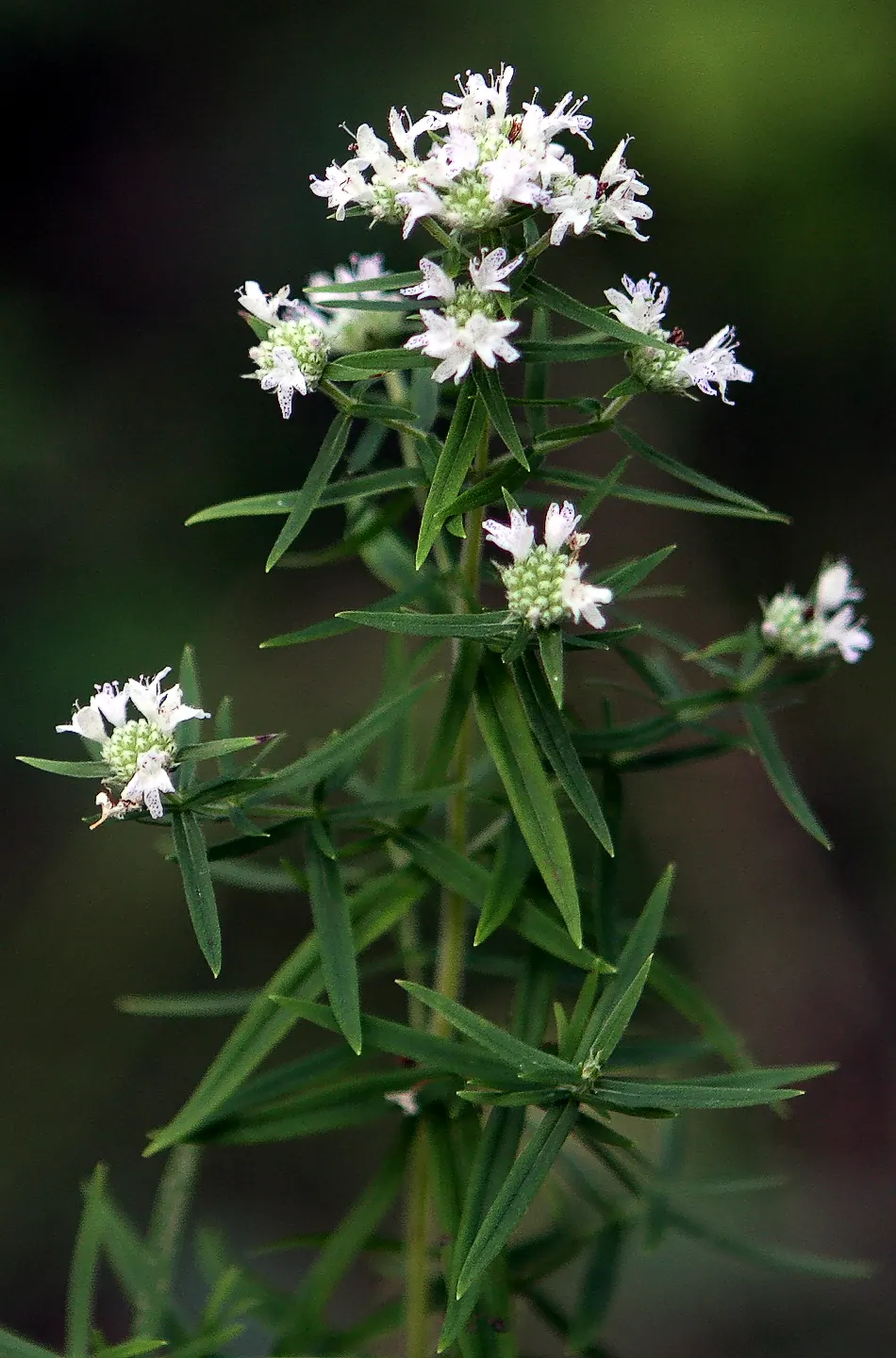 Mountain Mint (Pycnanthemum Muticum) — scientifically known as Pycnanthemum muticum