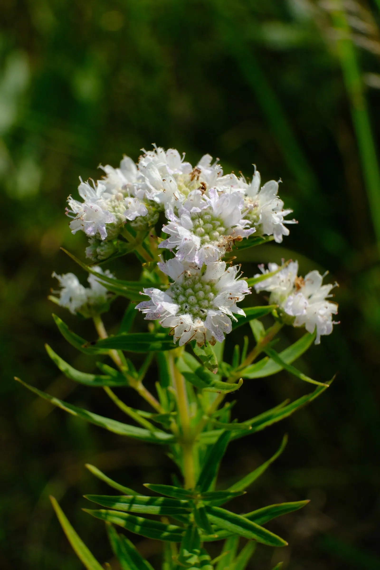 Mountain Mint (Pycnanthemum Muticum) — These blossoms are not only aesthetically pleasing but also serve as a magnet for pollinators such as bees, image 69