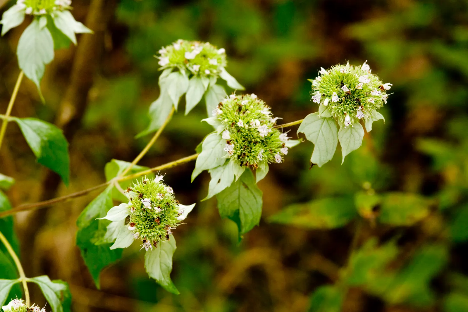 Mountain Mint (Pycnanthemum Muticum) — pale pink to lavender flowers; throughout mid-summer to early fall