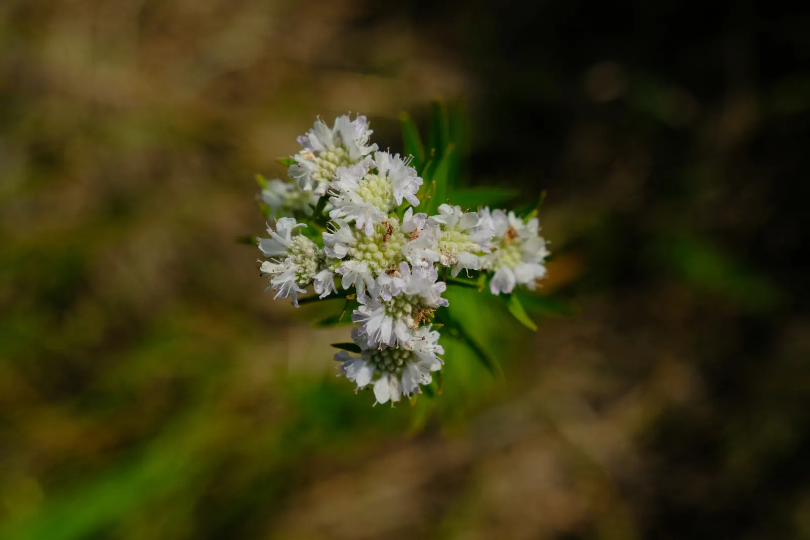 Mountain Mint (Pycnanthemum Muticum) — it is deer-resistant and requires minimal maintenance once established; making it an excellent choice for, image 132