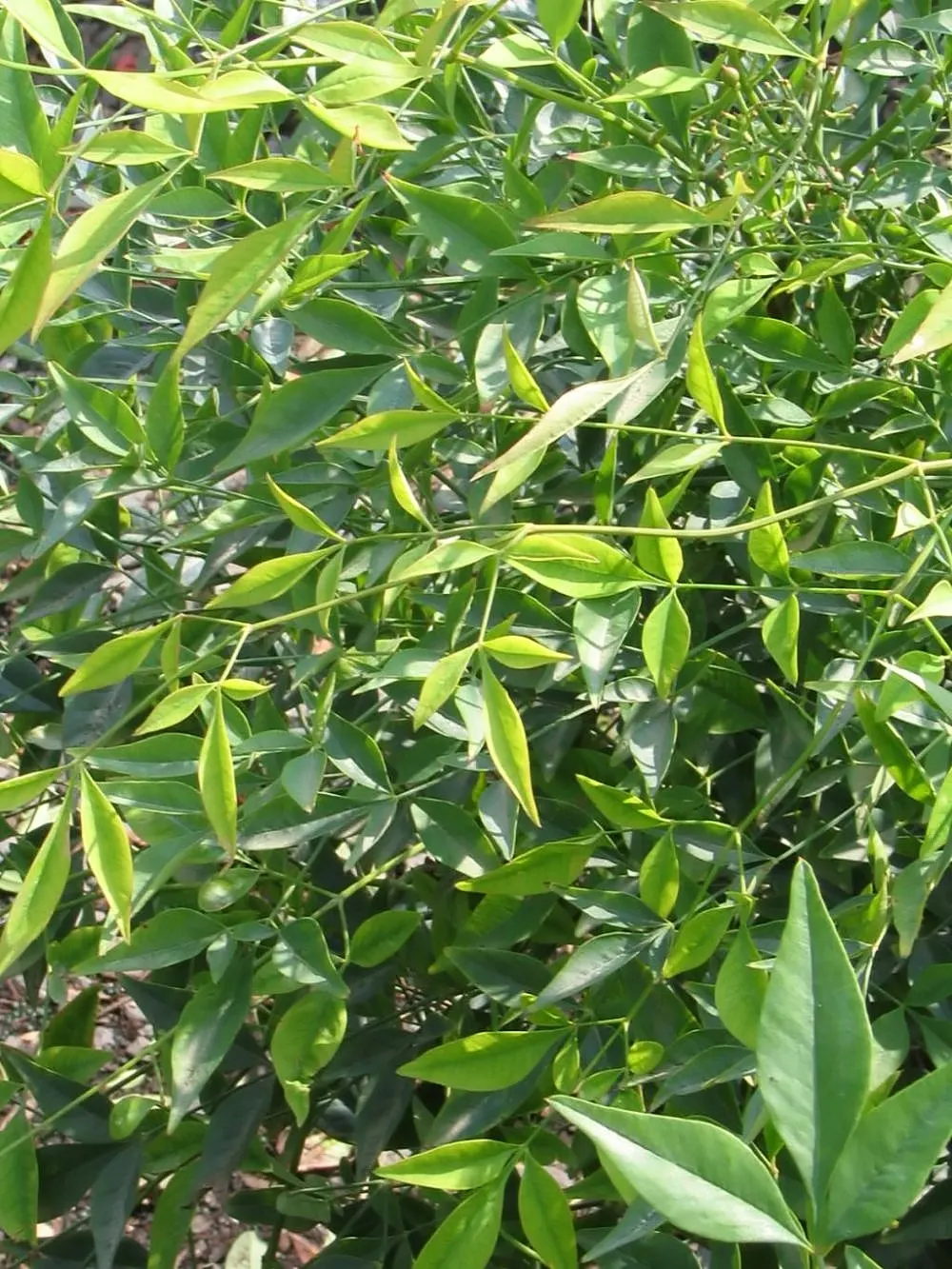 Nandina, Heavenly Bamboo (Nandina Domestica) — shrub with white blooms; white flowers that offer a subtle and delicate appeal, image 124