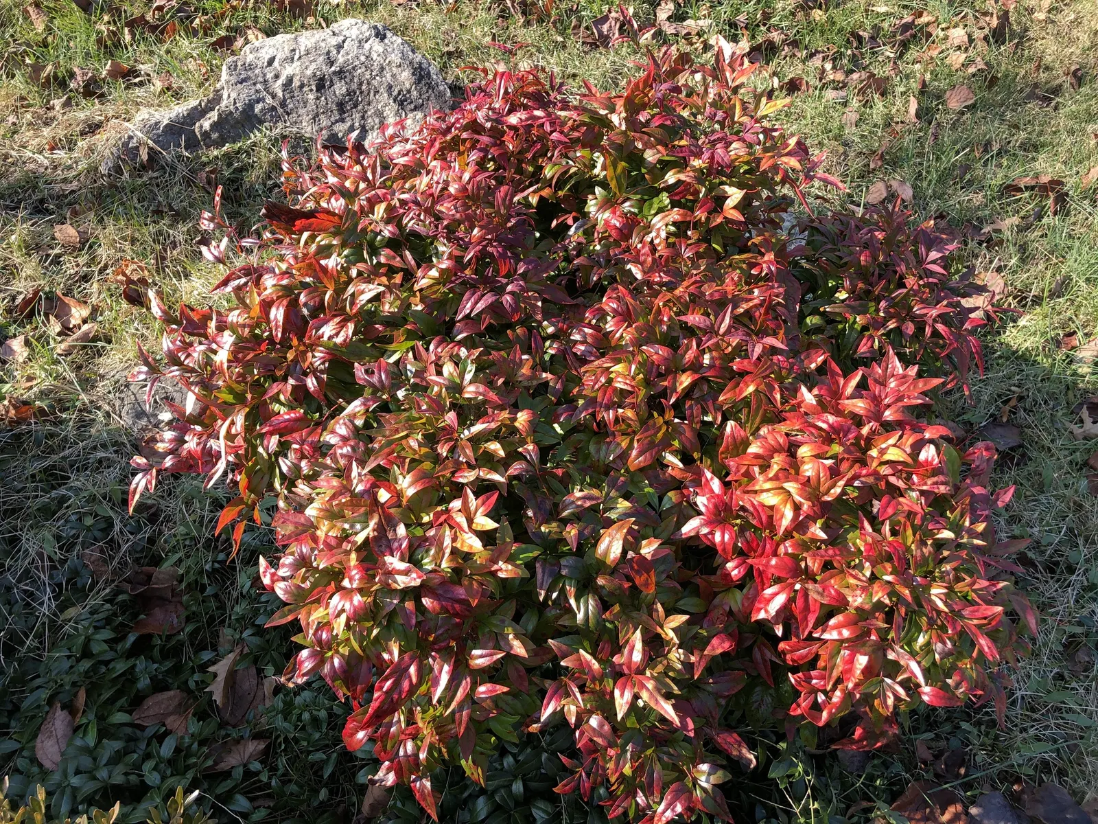 Nandina, Heavenly Bamboo (Nandina Domestica) — shrub with white blooms; white flowers that offer a subtle and delicate appeal, image 74