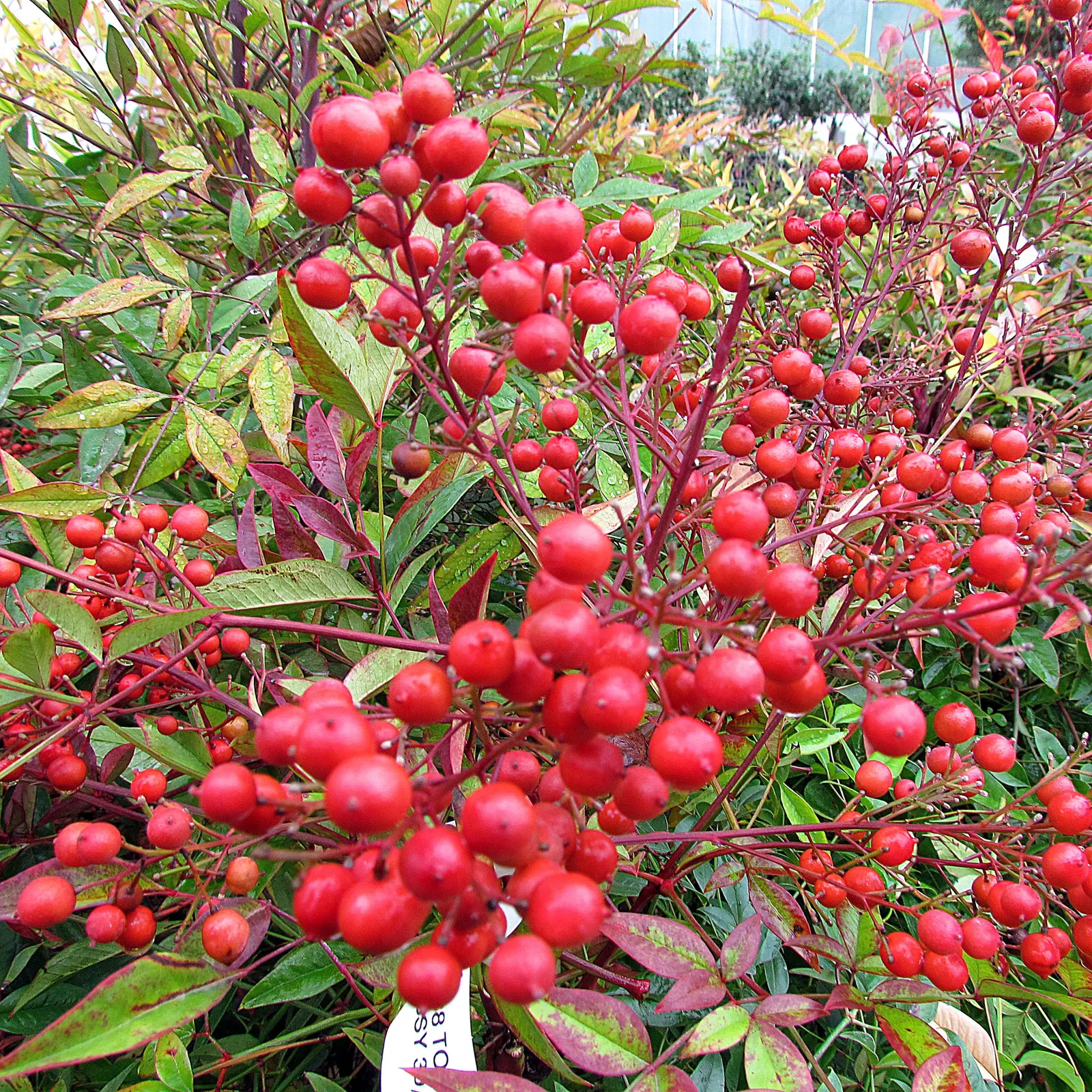 Nandina, Heavenly Bamboo (Nandina Domestica) — commonly referred to as Heavenly Bamboo; small white flowers bloom in early summer, followed by, image 83
