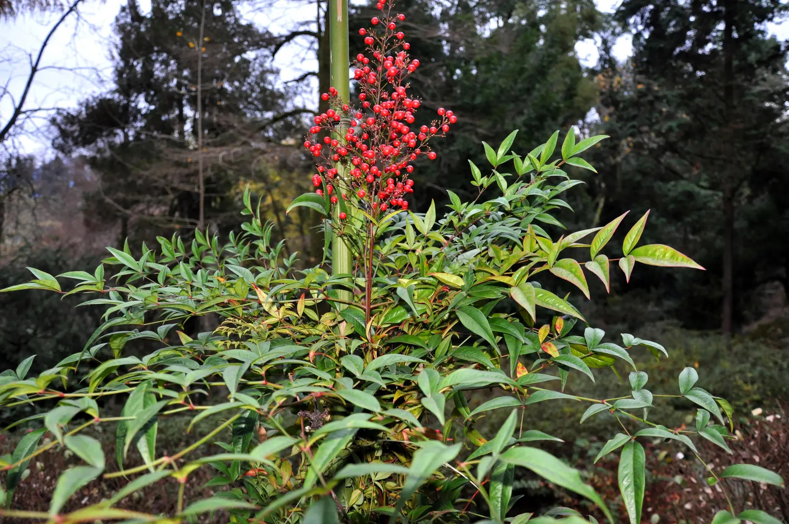 Nandina, Heavenly Bamboo (Nandina Domestica) — shrub for full or half or shade; making it an attractive and practical choice for their garden, image 125