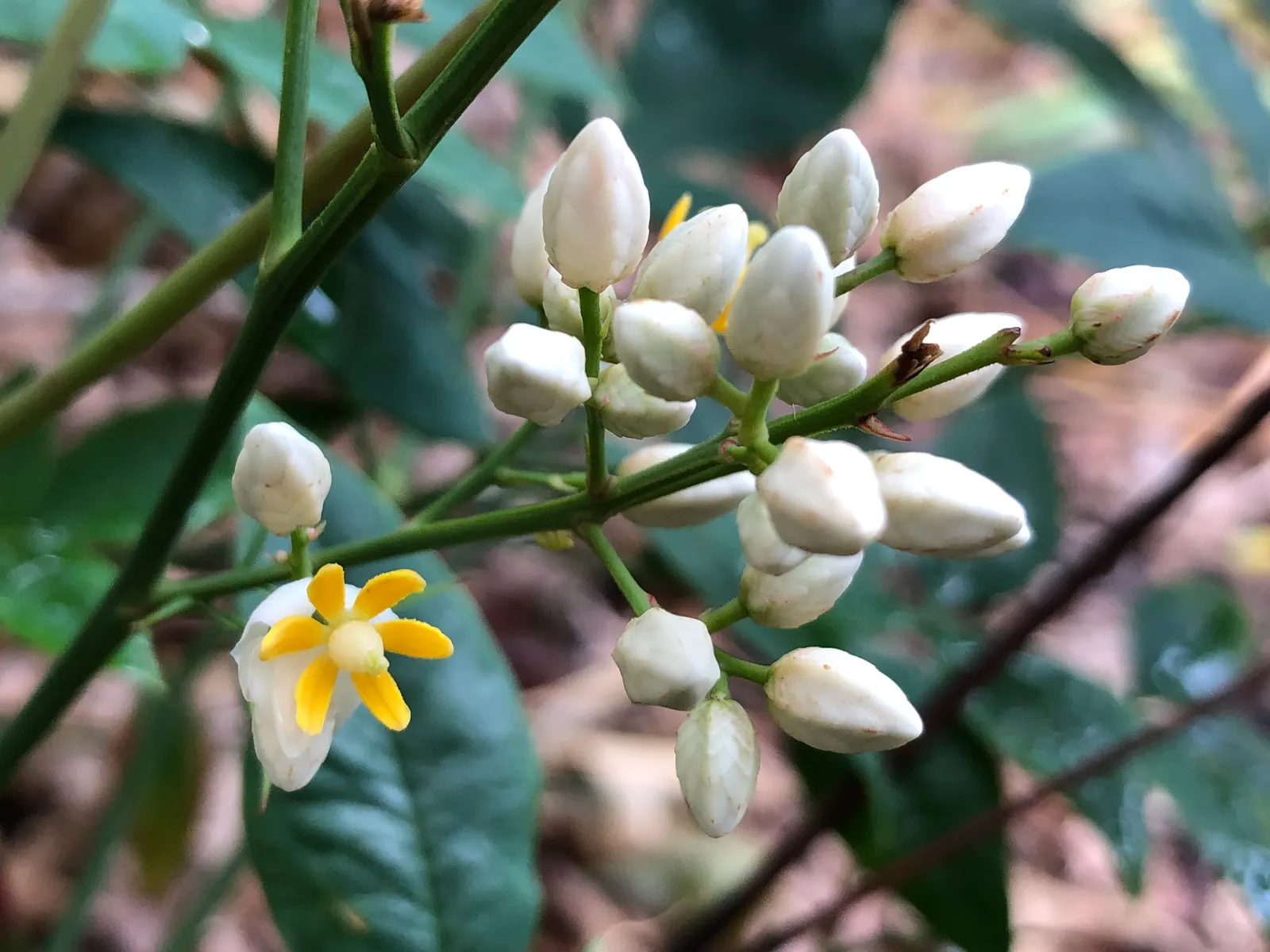 Nandina, Heavenly Bamboo (Nandina Domestica) — Nandina domestica is hardy in USDA zones 6 through 9, withstanding temperatures down to -10 degrees, image 68