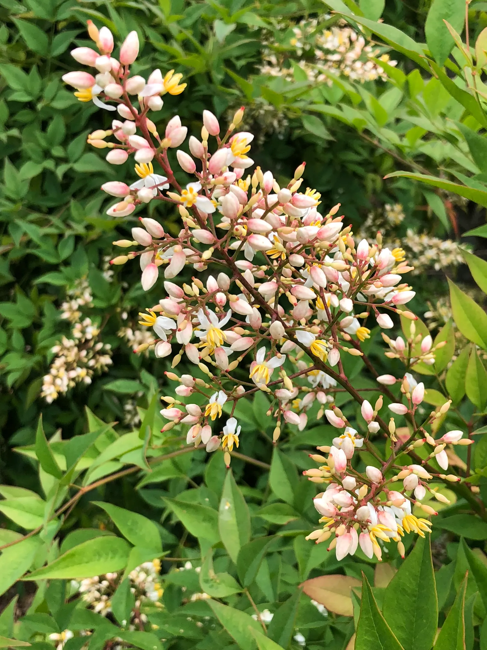 Nandina, Heavenly Bamboo (Nandina Domestica) — white flowers in the garden; commonly referred to as Heavenly Bamboo, image 73