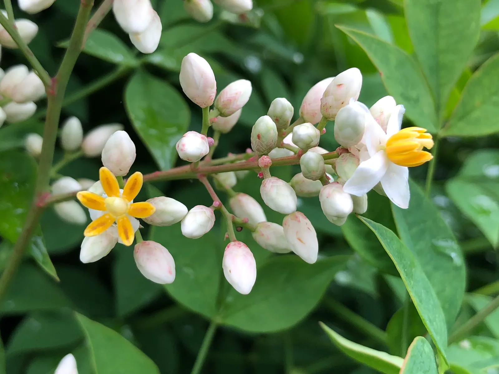 Nandina, Heavenly Bamboo (Nandina Domestica) — reducing the need for frequent watering; these give way to clusters of bright red berries in late, image 67