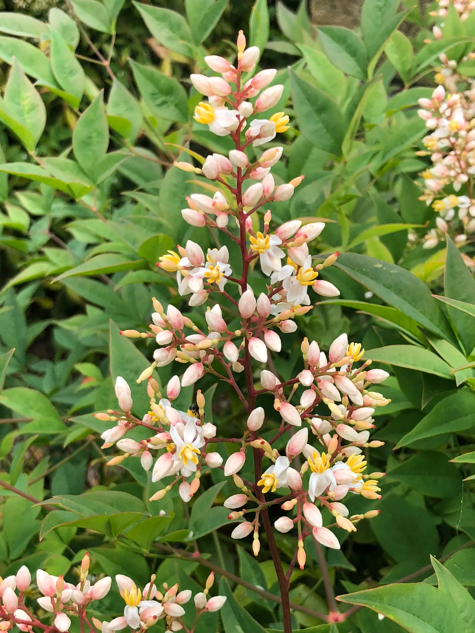 Nandina, Heavenly Bamboo (Nandina Domestica) — In providing this information to a client; requires minimal maintenance, image 69