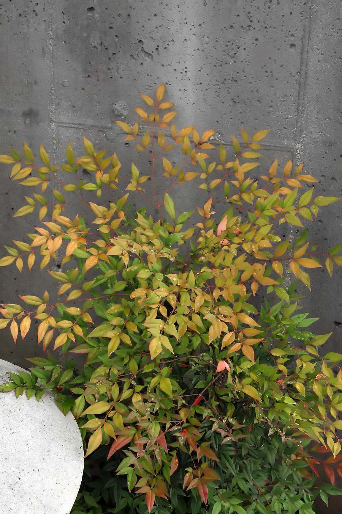 Nandina, Heavenly Bamboo (Nandina Domestica) — This versatile plant thrives in USDA zones 6-9; shrub for full or half or shade, image 54