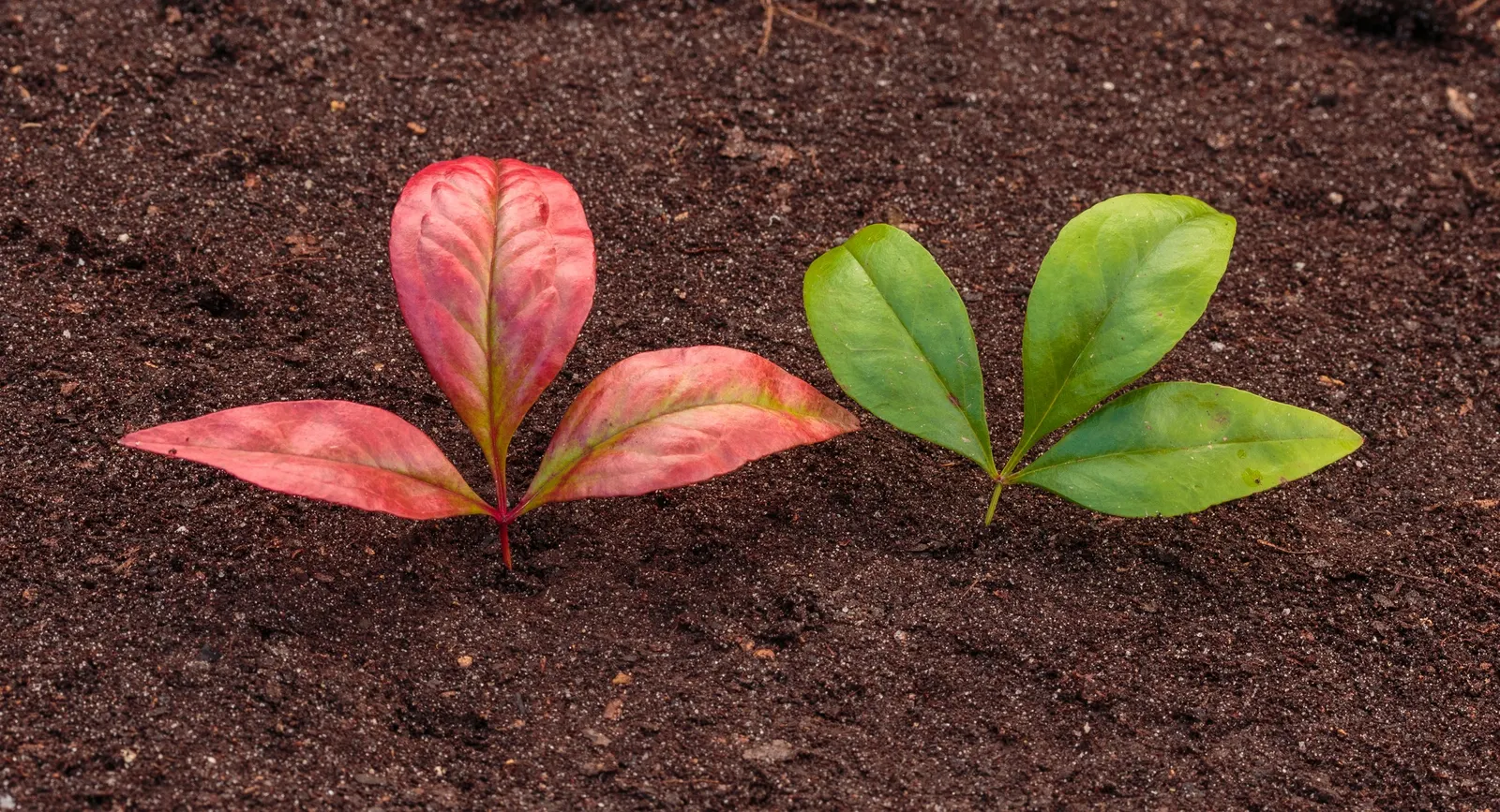 Nandina, Heavenly Bamboo (Nandina Domestica) — Nandina domestica, commonly called Heavenly Bamboo, is an evergreen shrub featuring multi-season, image 51