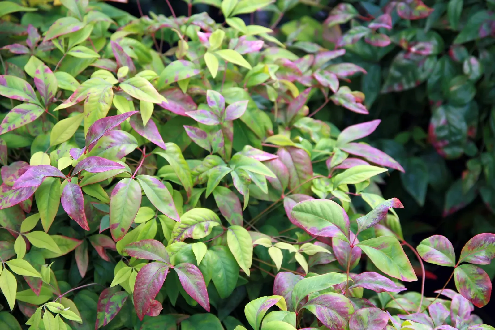 Nandina, Heavenly Bamboo (Nandina Domestica) — white flowers that offer a subtle and delicate appeal; its delicate, bamboo-like foliage transitions, image 90