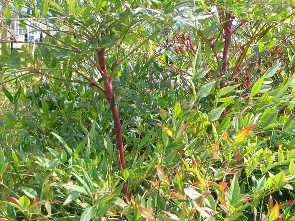 Nandina, Heavenly Bamboo (Nandina Domestica) — shrub with white blooms; white flowers that offer a subtle and delicate appeal