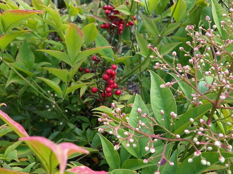 Nandina, Heavenly Bamboo (Nandina Domestica) — though occasional pruning can help maintain a desired shape and size.<br><br>In late spring to early, image 64
