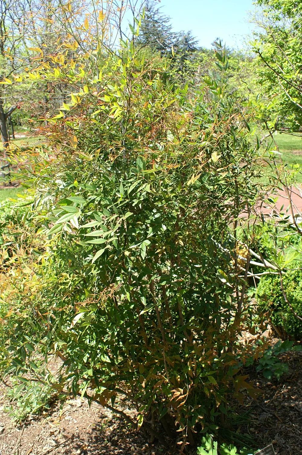 Nandina, Heavenly Bamboo (Nandina Domestica) — and reaches a mature size of 4-8 feet tall and 2-4 feet wide; though occasional pruning can help, image 56