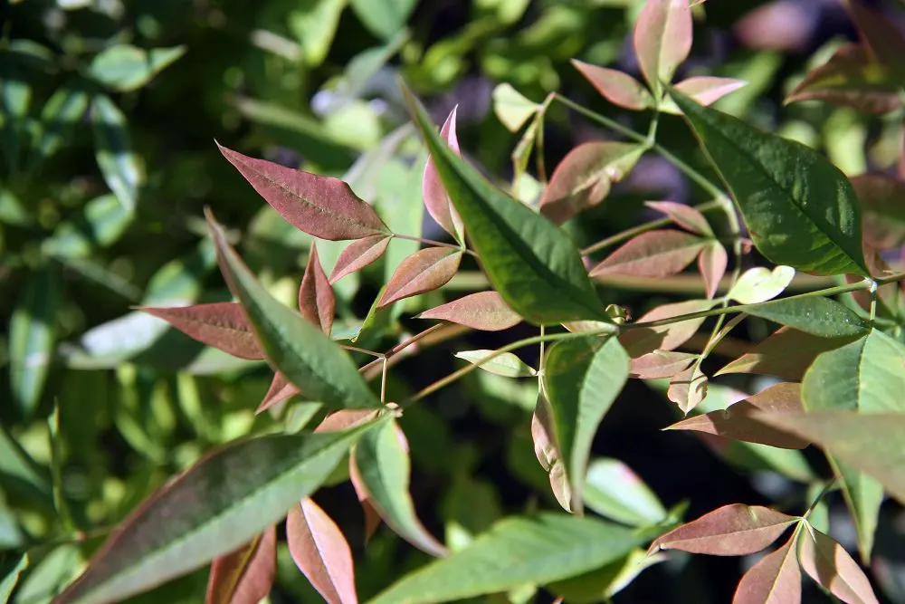 Nandina, Heavenly Bamboo (Nandina Domestica) — reducing the need for frequent watering; these give way to clusters of bright red berries in late, image 92