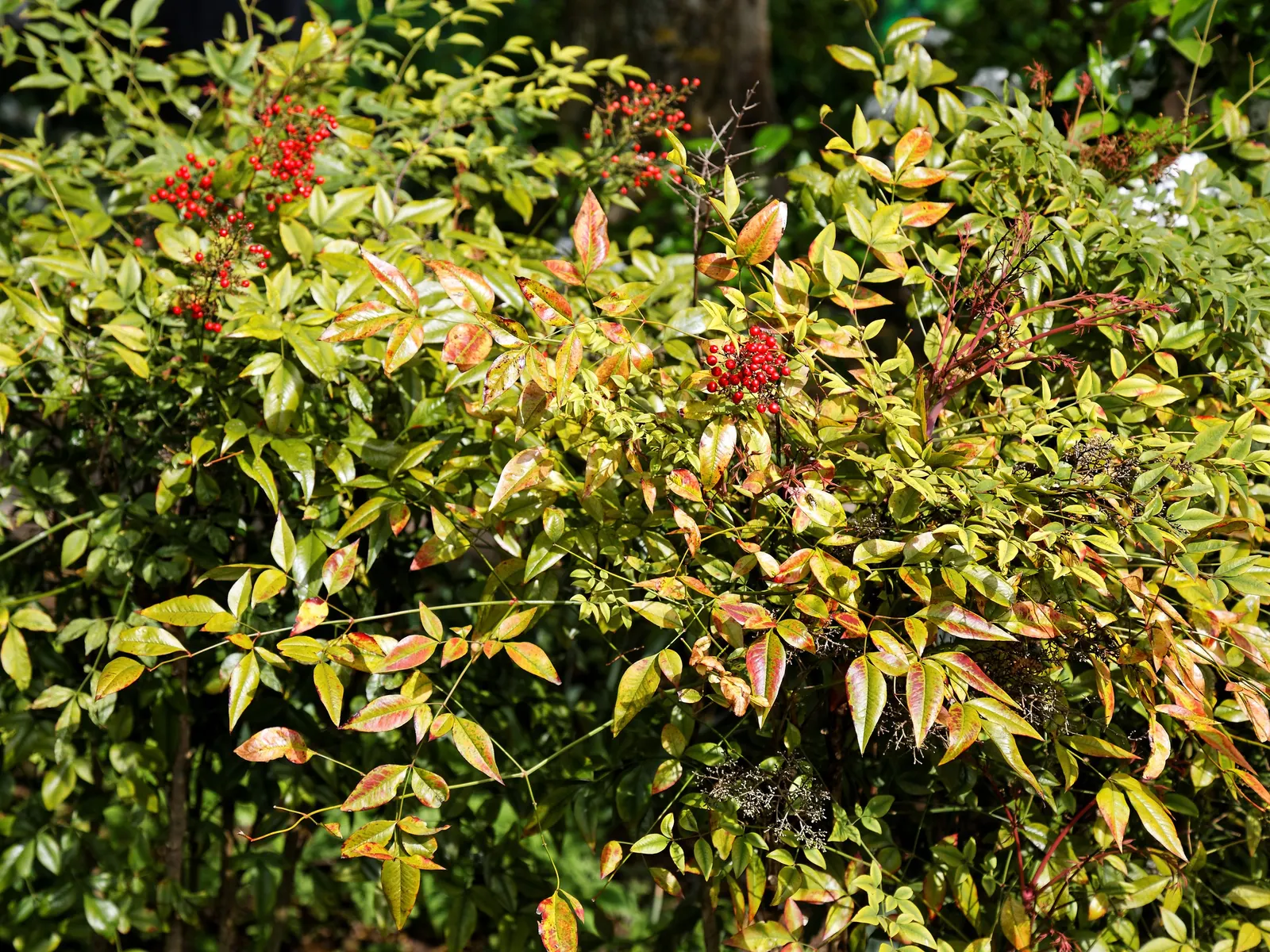 Nandina, Heavenly Bamboo (Nandina Domestica) — This versatile plant thrives in USDA zones 6-9; shrub for full or half or shade, image 129