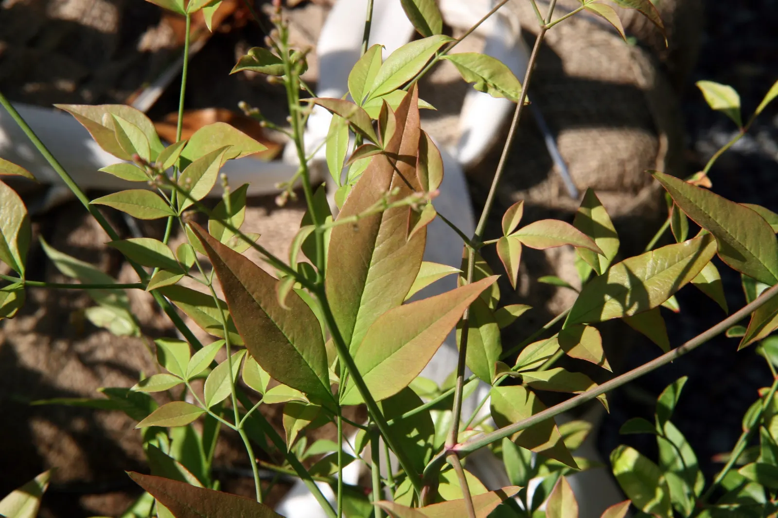 Nandina, Heavenly Bamboo (Nandina Domestica) — Small white flowers bloom in early summer, followed by bright red berries; nandina domestica is, image 53