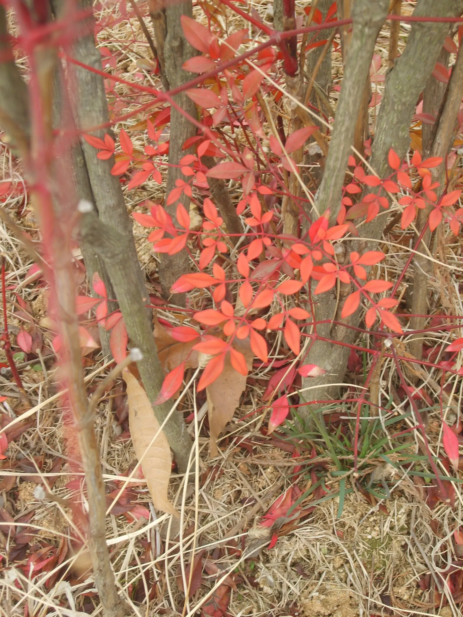 Nandina, Heavenly Bamboo (Nandina Domestica) — These give way to clusters of bright red berries in late autumn and winter; is an elegant and, image 91