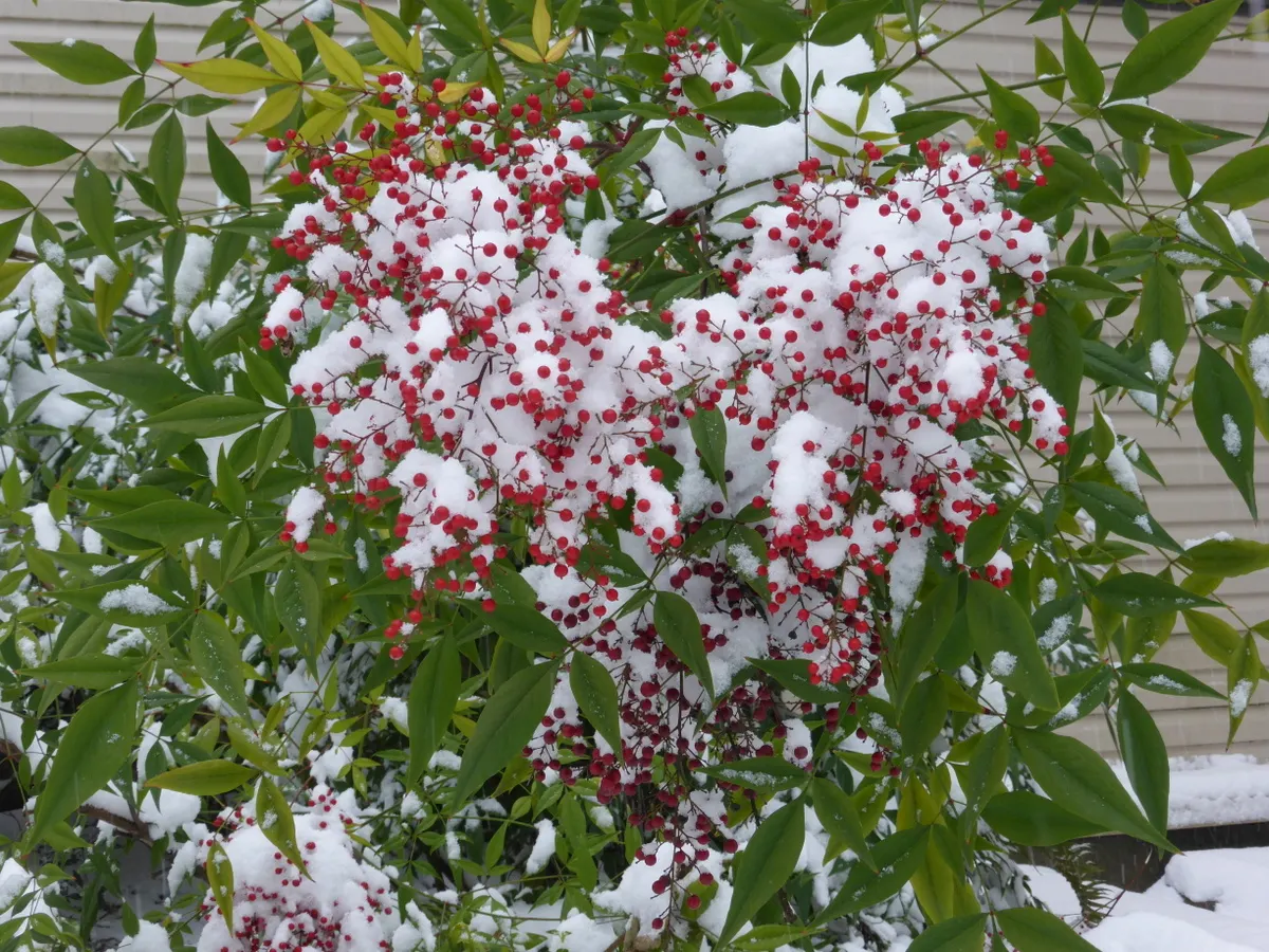Nandina, Heavenly Bamboo (Nandina Domestica) — white flowers that offer a subtle and delicate appeal; its delicate, bamboo-like foliage transitions, image 65