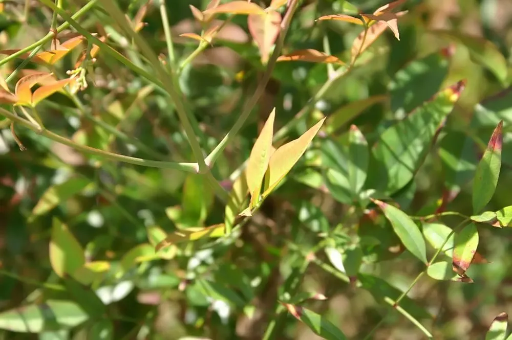Nandina, Heavenly Bamboo (Nandina Domestica) — Its delicate, bamboo-like foliage transitions from green to fiery reds and purples with the seasons, image 52